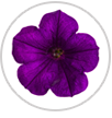 supertunia royal velvet macro