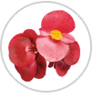 surefire red begonia macro
